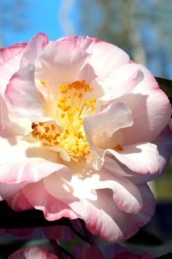 Omega Camellia Japonica - 3 Gallon Pot 10 Omega Camellia Japonica - 3 Gallon Pot -Bush Sale Shop camellia omega 2