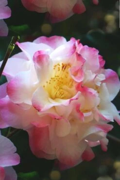 Omega Camellia Japonica - 3 Gallon Pot 11 Omega Camellia Japonica - 3 Gallon Pot -Bush Sale Shop camellia omega 3