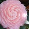 Otome Pink Camellia Japonica - 3 Gallon Pot 1 Otome Pink Camellia Japonica - 3 Gallon Pot -Bush Sale Shop camellia otome 3