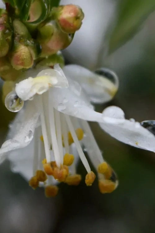 Parvilimba Camellia - 5 Gallon Pot 7 Parvilimba Camellia - 5 Gallon Pot - Image 5