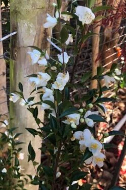 Parvilimba Camellia - 5 Gallon Pot 13 Parvilimba Camellia - 5 Gallon Pot -Bush Sale Shop camellia parvilimba 4