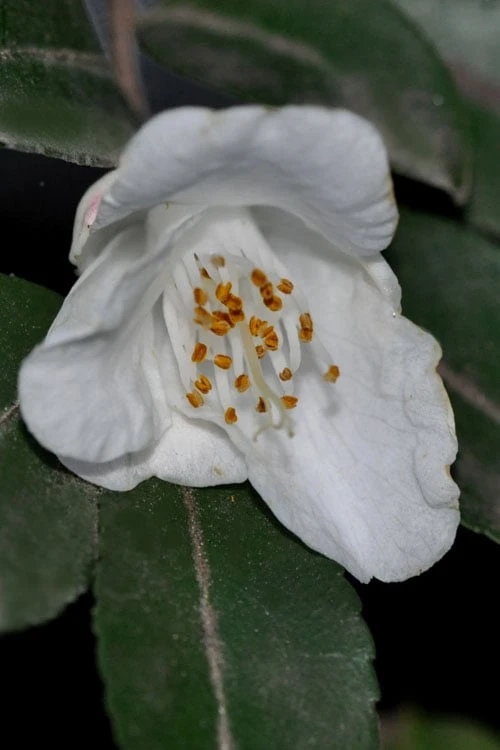Parvilimba Camellia - 5 Gallon Pot 3 Parvilimba Camellia - 5 Gallon Pot