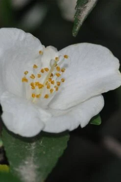 Parvilimba Camellia - 5 Gallon Pot 11 Parvilimba Camellia - 5 Gallon Pot -Bush Sale Shop camellia parvilimba 6