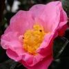 Autumn Pink Icicle Cold Hardy Camellia - 3 Gallon Pot -Bush Sale Shop camellia pink icicle 21