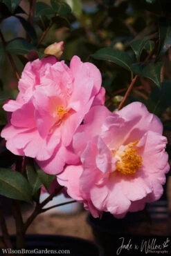 Pink Icicle Cold Hardy Camellia Hybrid - 6 Pack Of 1 Gallon Pots -Bush Sale Shop camellia pink icicle jw 1 2