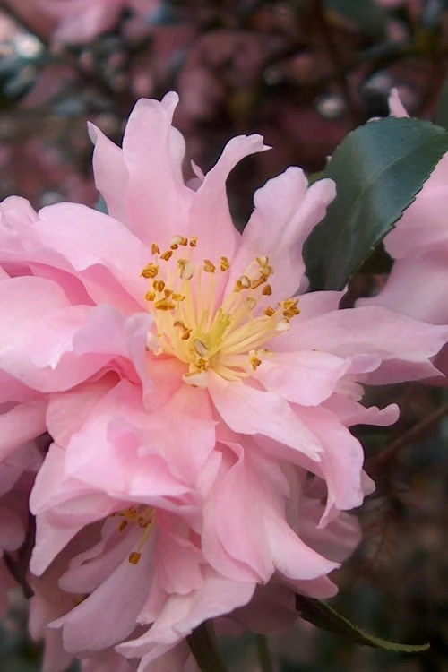 Pink Snow Camellia Sasanqua - 1 Gallon Pot 3 Pink Snow Camellia Sasanqua - 1 Gallon Pot