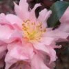 Pink Snow Camellia Sasanqua - 3 Gallon Pot -Bush Sale Shop camellia pink snow 1