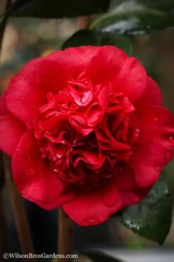 Professor Sargent Camellia Japonica - 3 Gallon Pot -Bush Sale Shop camellia professor sargent 20 1
