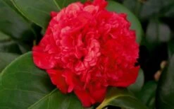 Professor Sargent Camellia Japonica - 7 Gallon Pot (3-4') 12 Professor Sargent Camellia Japonica - 7 Gallon Pot (3-4') -Bush Sale Shop camellia professor sargent bloom 3