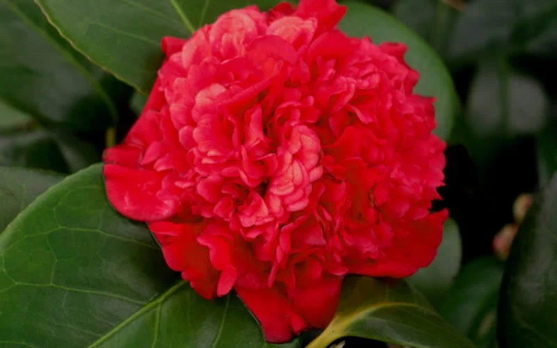 Professor Sargent Camellia Japonica - 7 Gallon Pot (3-4') 7 Professor Sargent Camellia Japonica - 7 Gallon Pot (3-4') - Image 5