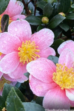 Maggie's Pink Camellia - 1 Gallon Pot -Bush Sale Shop camellia sasanqua maggies pink 3