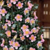 Maggie's Pink Camellia - 1 Gallon Pot -Bush Sale Shop camellia sasanqua maggies pink 7
