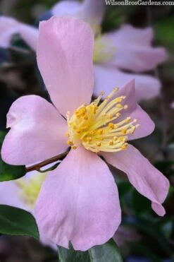Maiden's Blush Camellia - 3 Gallon