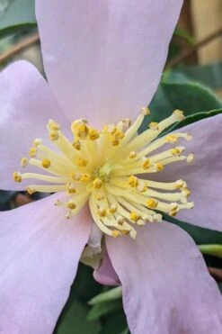 Maiden's Blush Camellia - 3 Gallon 10 Maiden's Blush Camellia - 3 Gallon -Bush Sale Shop camellia sasanqua maiden blush 4