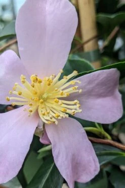 Maiden's Blush Camellia - 3 Gallon 11 Maiden's Blush Camellia - 3 Gallon -Bush Sale Shop camellia sasanqua maiden blush 5