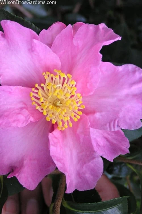 Marti Camellia - 3 Gallon Pot 3 Marti Camellia - 3 Gallon Pot