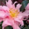 Pink Snow Camellia Sasanqua - 7 Gallon Pot (3-4') -Bush Sale Shop camellia sasanqua pink snow 101
