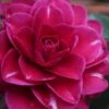 Purple Haze Camellia- 2 Gallon Pot 1 Purple Haze Camellia- 2 Gallon Pot -Bush Sale Shop camellia sasanqua purple haze 1 1