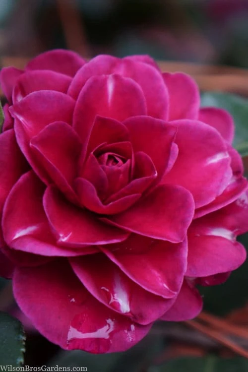 Purple Haze Camellia- 3 Gallon Pot 3 Purple Haze Camellia- 3 Gallon Pot