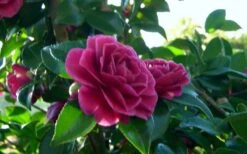 Purple Haze Camellia- 3 Gallon Pot 11 Purple Haze Camellia- 3 Gallon Pot -Bush Sale Shop camellia sasanqua purple haze 2 2