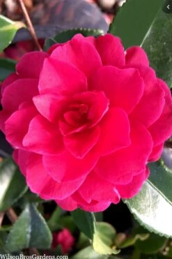 Purple Haze Camellia- 3 Gallon Pot 10 Purple Haze Camellia- 3 Gallon Pot -Bush Sale Shop camellia sasanqua purple haze 4 2