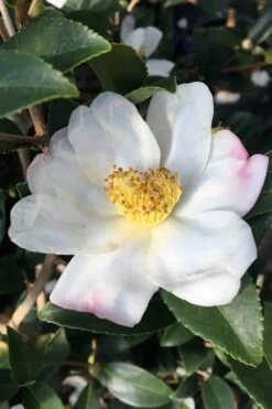 Survivor Cold Hardy White Camellia - 3 Gallon Pot 9 Survivor Cold Hardy White Camellia - 3 Gallon Pot -Bush Sale Shop camellia sasanqua sweet october 3