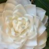 Sea Foam White Camellia Japonica - 1 Gallon Pot -Bush Sale Shop camellia sea foam 1 1