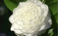 Sea Foam White Camellia Japonica - 3 Gallon Pot 9 Sea Foam White Camellia Japonica - 3 Gallon Pot -Bush Sale Shop camellia sea foam 3