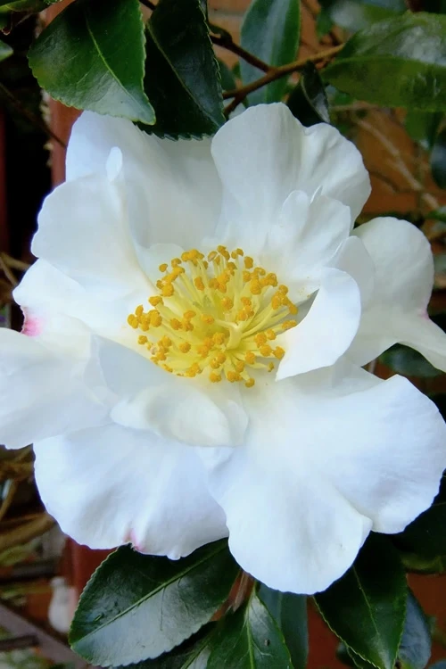 Setsugekka Fragrant Camellia Sasanqua - 2.5 Quart Pot 6 Setsugekka Fragrant Camellia Sasanqua - 2.5 Quart Pot - Image 4