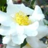 Setsugekka Fragrant Camellia Sasanqua - 1 Gallon Pot 1 Setsugekka Fragrant Camellia Sasanqua - 1 Gallon Pot -Bush Sale Shop camellia setsugekka 4 3