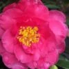 Shishi Gashira Dwarf Camellia Sasanqua - 6 Pack Of 1 Gallon Pots 2 Shishi Gashira Dwarf Camellia Sasanqua - 6 Pack Of 1 Gallon Pots -Bush Sale Shop camellia shishi gashira 25 4