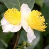 Small Leaf Tea Plant (Camellia Sinensis) - 3 Gallon Pot 2 Small Leaf Tea Plant (Camellia Sinensis) - 3 Gallon Pot -Bush Sale Shop camellia sinensis small leaf tea plant 20 1