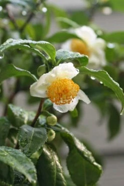 Small Leaf Tea Plant (Camellia Sinensis) - 3 Gallon Pot 10 Small Leaf Tea Plant (Camellia Sinensis) - 3 Gallon Pot -Bush Sale Shop camellia sinensis small leaf tea plant 21 1