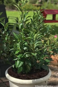 Small Leaf Tea Plant (Camellia Sinensis) - 3 Gallon Pot 11 Small Leaf Tea Plant (Camellia Sinensis) - 3 Gallon Pot -Bush Sale Shop camellia sinensis small leaf tea plant 23 1
