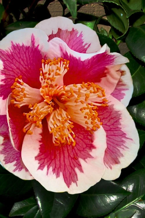 Spring Circus Camellia Japonica - 3 Gallon Pot 3 Spring Circus Camellia Japonica - 3 Gallon Pot