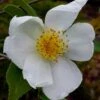 Survivor Cold Hardy White Camellia - 3 Gallon Pot 1 Survivor Cold Hardy White Camellia - 3 Gallon Pot -Bush Sale Shop camellia survivor 1