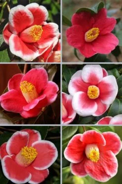 Tama No Ura Weeping Camellia Japonica - 1 Gallon Pot 12 Tama No Ura Weeping Camellia Japonica - 1 Gallon Pot -Bush Sale Shop camellia tama no ura sports 1