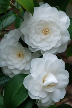 White By The Gate Camellia Japonica - 1 Gallon Pot 9 White By The Gate Camellia Japonica - 1 Gallon Pot -Bush Sale Shop camellia white by the gate 1 3