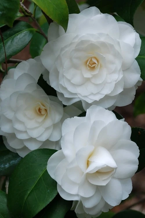 White By The Gate Camellia Japonica - 1 Gallon Pot 6 White By The Gate Camellia Japonica - 1 Gallon Pot - Image 4