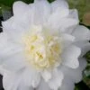 Winter's Snowman Camellia Hybrid - 3 Gallon Pot 2 Winter's Snowman Camellia Hybrid - 3 Gallon Pot -Bush Sale Shop camellia winters snowman 106 1