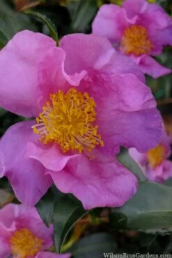 Winter's Star Cold Hardy Camellia - 3 Gallon Pot (SALE) -Bush Sale Shop camellia winters star 100