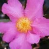 Winter's Star Cold Hardy Camellia - 3 Gallon Pot 1 Winter's Star Cold Hardy Camellia - 3 Gallon Pot -Bush Sale Shop camellia winters star 20 2