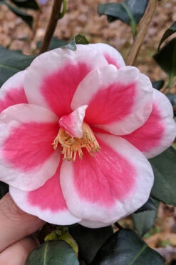 Christmas Candy Camellia - 1 Gallon Pot 9 Christmas Candy Camellia - 1 Gallon Pot -Bush Sale Shop camellia x vernalis christmas candy 2