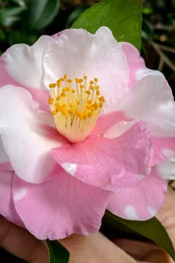 Shibori-Egao Camellia - 3 Gallon Pot -Bush Sale Shop camellia x vernalis shibori egao 100