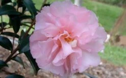 Cotton Candy Camellia Sasanqua - 1 Gallon Pot -Bush Sale Shop camelliacottoncandy 1