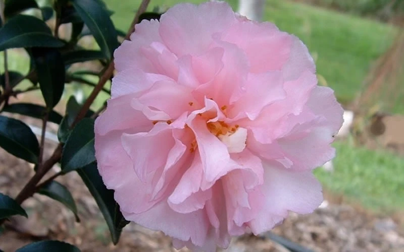 Cotton Candy Camellia Sasanqua - 6 Pack Of 1 Gallon Pots 7 Cotton Candy Camellia Sasanqua - 6 Pack Of 1 Gallon Pots - Image 5