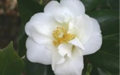White Empress Camellia Japonica - 1 Gallon Pot 9 White Empress Camellia Japonica - 1 Gallon Pot -Bush Sale Shop camelliawhiteempress 1