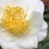 White Empress Camellia Japonica - 1 Gallon Pot 1 White Empress Camellia Japonica - 1 Gallon Pot -Bush Sale Shop camillia white empress 5 1