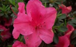 Autumn Carnival Encore Azalea - 1 Gallon Pot 9 Autumn Carnival Encore Azalea - 1 Gallon Pot -Bush Sale Shop encore azalea autumn carnival 1