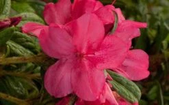 Autumn Jewel Encore Azalea - 2 Gallon Pot 9 Autumn Jewel Encore Azalea - 2 Gallon Pot -Bush Sale Shop encore azalea autumn jewel 1